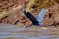 costa rica wildlife, pacific-113
